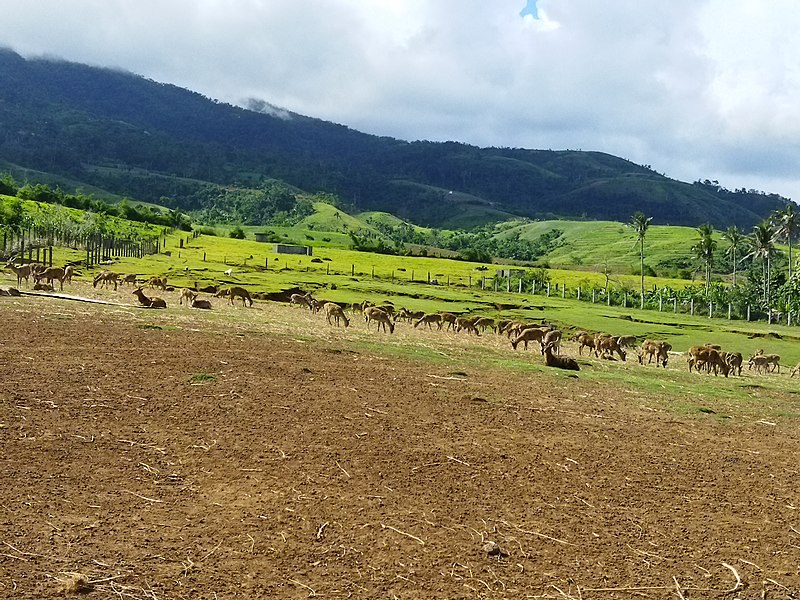 Deer farm in camarines sur